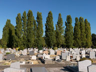 Vue d'une zone de tombes alignées ; en arrière-plan, un « carré » de peupliers.