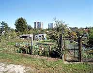 Jardins avec cabanon, au pied des tours de la ZUP de l'Almont.